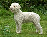 Lagotto Romagnollo 9M048D-03